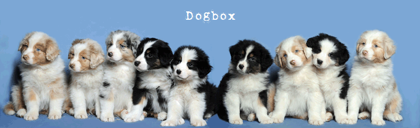 Dogbox